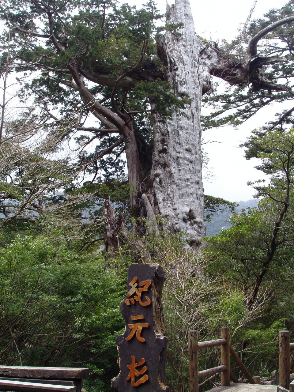 日本の世界遺産 屋久島 屋久島 鹿児島県 の旅行記 ブログ By Naniwa Ladyさん フォートラベル