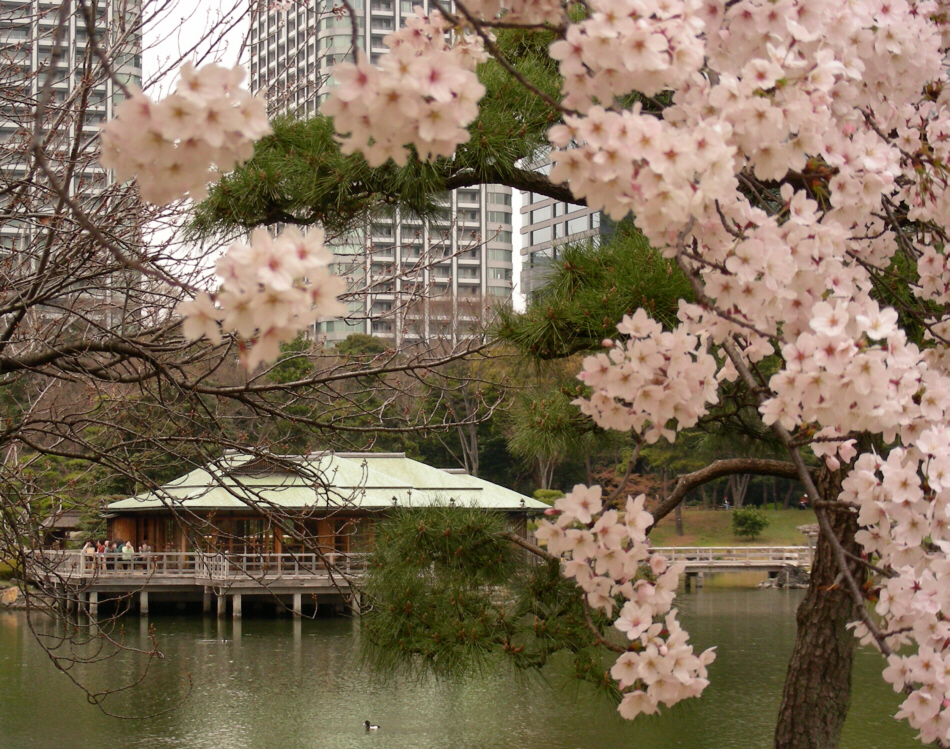 浜離宮の桜 汐留 東京 の旅行記 ブログ By M1さん フォートラベル