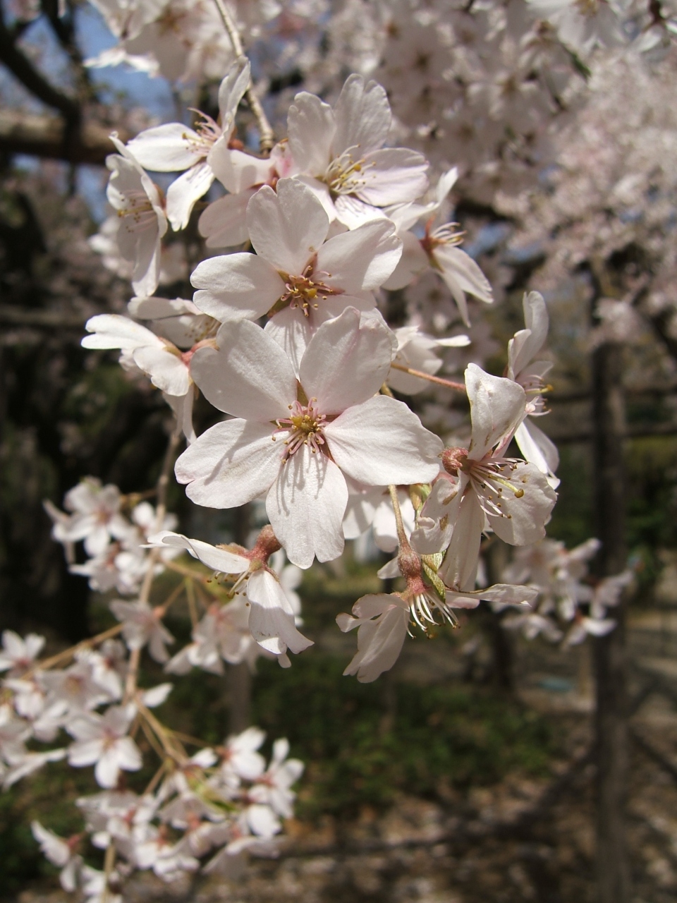 白山神社から六義園へ桜散歩 東京の旅行記 ブログ By サニーライフ平井さん フォートラベル