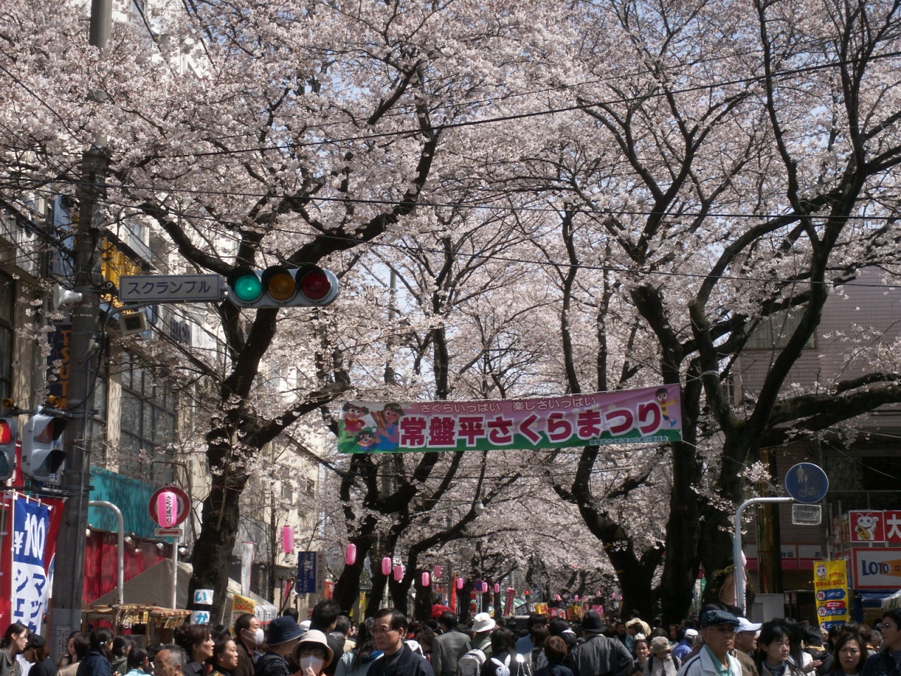 常盤平桜祭り 千葉県の旅行記 ブログ By ちょめたんさん フォートラベル