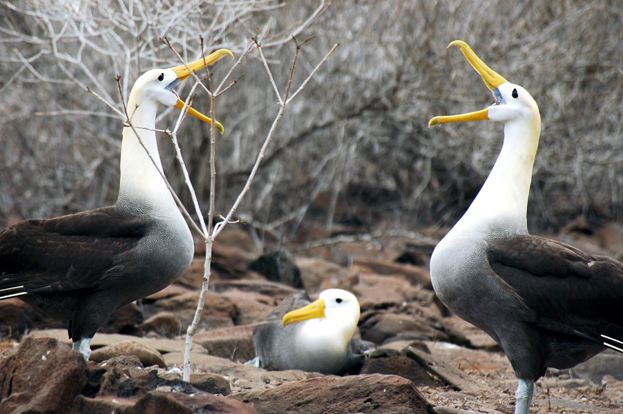 地球の島めぐり エクアドル共和国 ガラパゴス諸島 ガラパゴス エクアドル の旅行記 ブログ By 鉄人６０さん フォートラベル