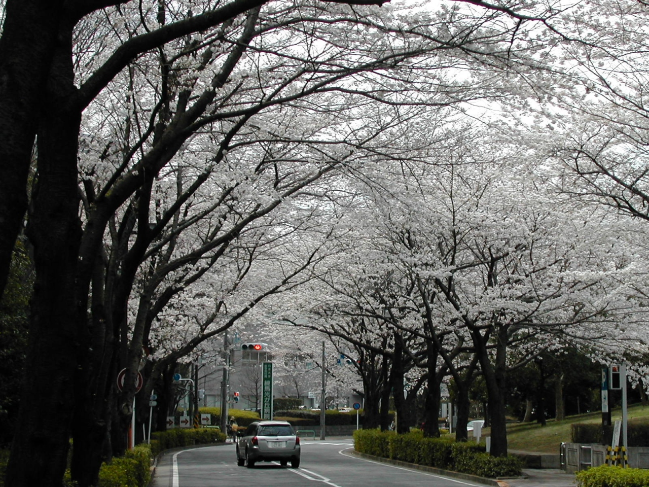 光が丘公園の桜アーチ 練馬 東京 の旅行記 ブログ By 悠太郎さん フォートラベル