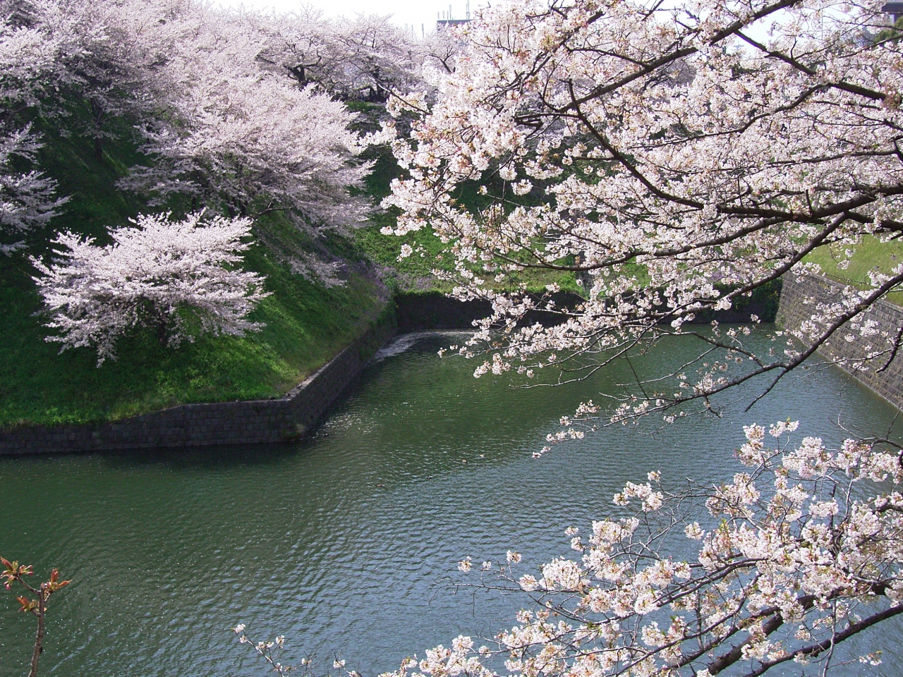 九段 桜満開の千鳥ヶ淵散策 神田 神保町 東京 の旅行記 ブログ By どーもくんさん フォートラベル