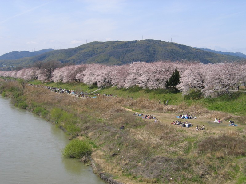 146八幡の背割堤桜と流れ橋 八幡 城陽 京都 の旅行記 ブログ By ひらけんさん フォートラベル