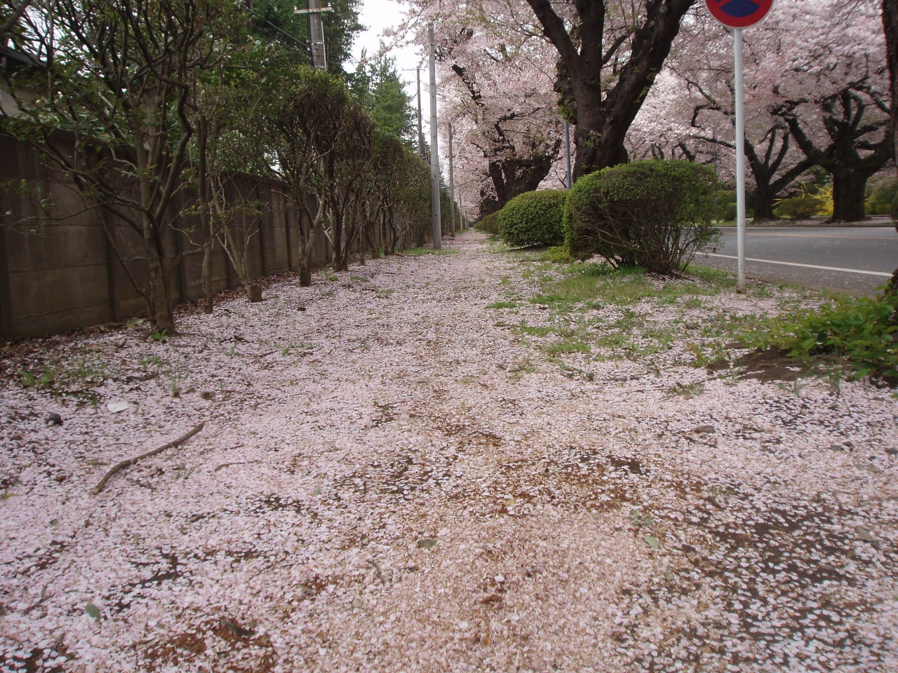 散歩コースー春 桜再び 吉祥寺 三鷹 東京 の旅行記 ブログ By Oneonekukikoさん フォートラベル
