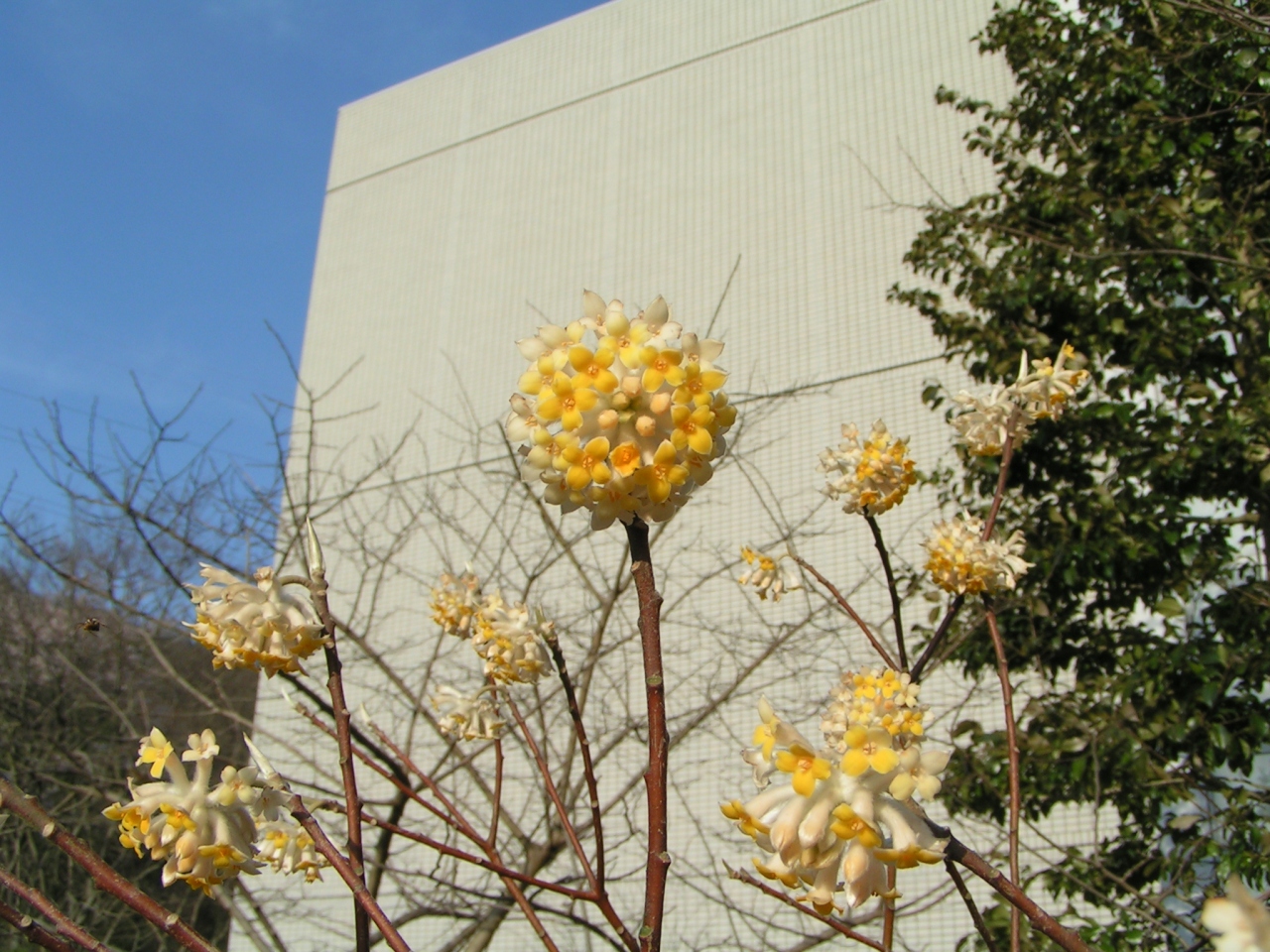 ミツマタの花が咲きました 美濃市 岐阜県 の旅行記 ブログ By わやんさん フォートラベル