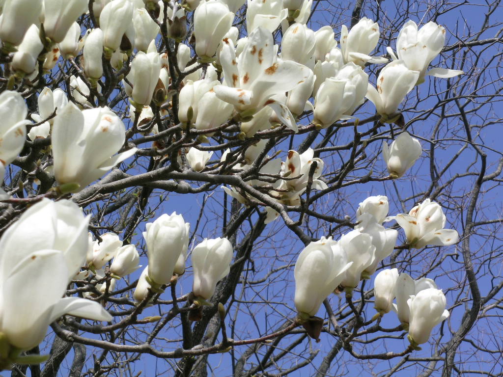 万博公園は春爛漫 3 サクラと同時に白い花も盛りです 大阪の旅行記 ブログ By ソフィさん フォートラベル