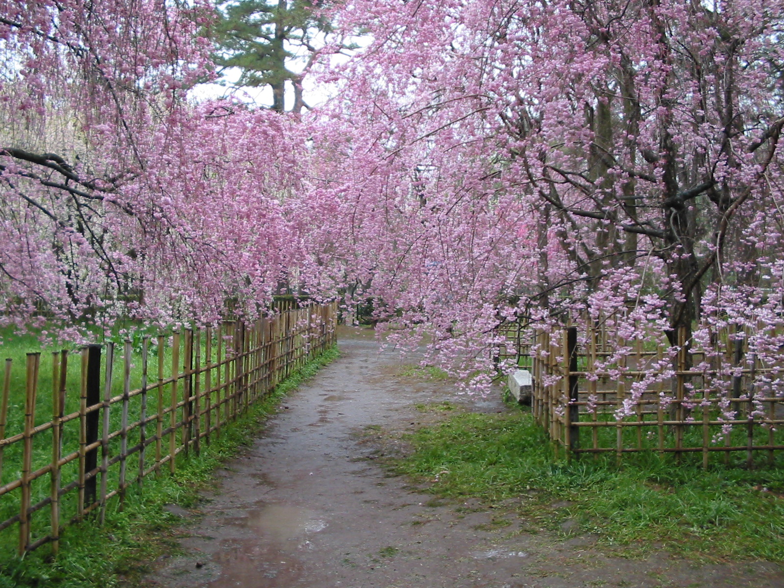 雨の京都お花見めぐり 京都御苑 東山 祇園 北白川 京都 の旅行記 ブログ By Kuro Chanさん フォートラベル 雨の京都お花見めぐり 京都御苑 東山 祇園 北白川 京都 の旅行記 ブログ By Kuro Chanさん フォートラベル