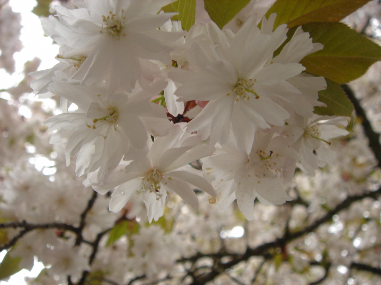 願成寺の中将姫誓願桜 岐阜市 岐阜県 の旅行記 ブログ By 陽さん フォートラベル 願成寺の中将姫誓願桜 岐阜市 岐阜県 の旅行記 ブログ By 陽さん フォートラベル