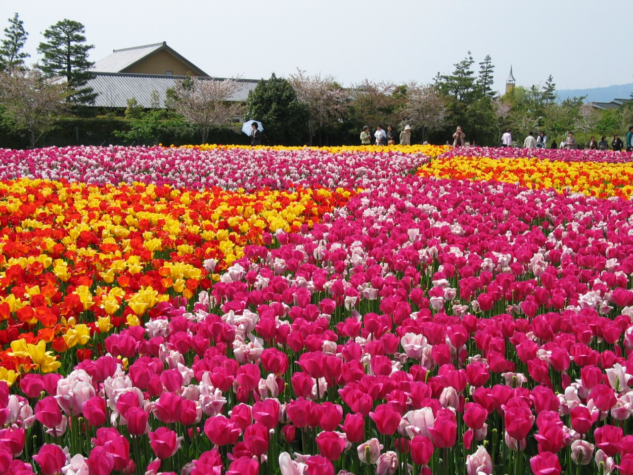 なばなの里 チューリップまつり Nabana Village Tulip Festival 桑名 長島 三重県 の旅行記 ブログ By Bigwellさん フォートラベル なばなの里 チューリップまつり Nabana Village Tulip Festival 桑名 長島 三重県 の旅行記 ブログ By Bigwellさん フォートラベル