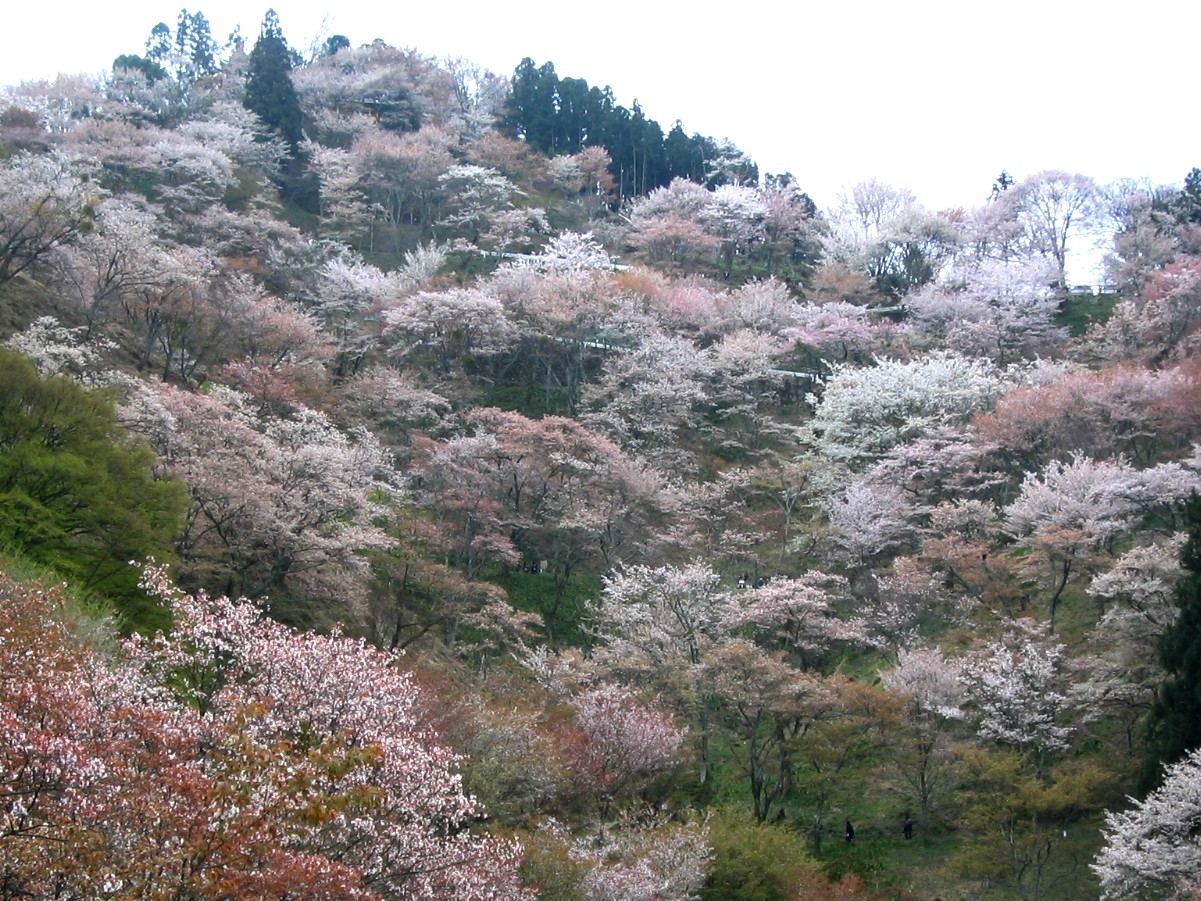 吉野山のサクラ 吉野 奈良県 の旅行記 ブログ By ミカンさん フォートラベル 吉野山のサクラ 吉野 奈良県 の旅行記 ブログ By ミカンさん フォートラベル