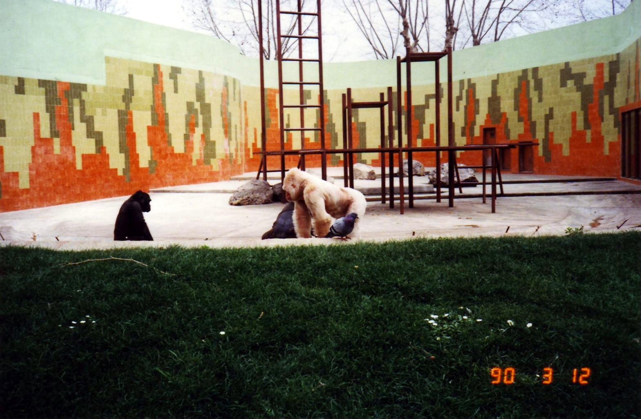 バルセロナ動物園の白ゴリラ バルセロナ スペイン の旅行記 ブログ By Arukasさん フォートラベル バルセロナ動物園の白ゴリラ バルセロナ スペイン の旅行記 ブログ By Arukasさん フォートラベル