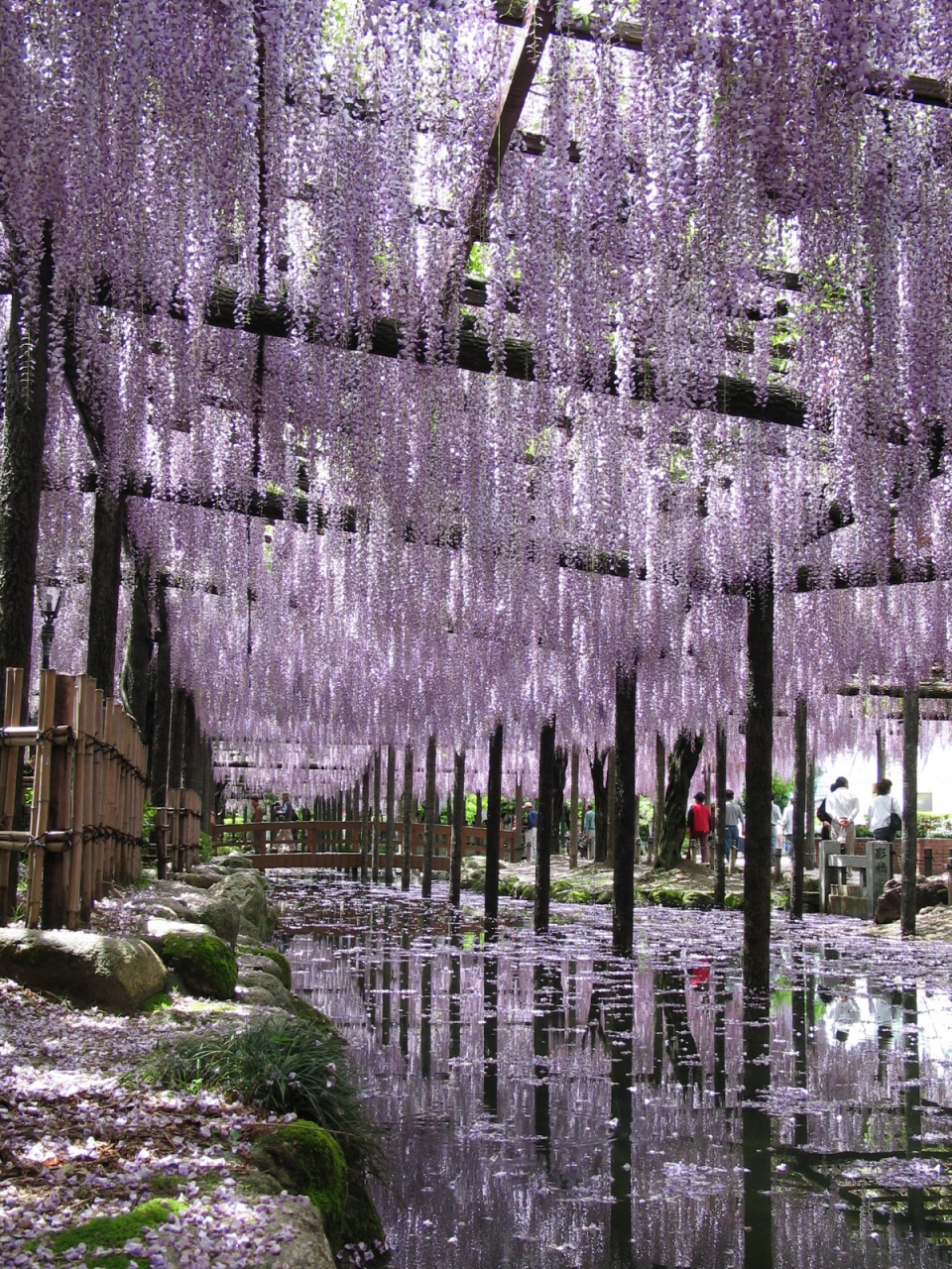 天王川公園 津島市 藤まつり Wisteria Festival Of Tenno River Park Tsushima Shi 津島 愛西 蟹江 愛知県 の旅行記 ブログ By Bigwellさん フォートラベル