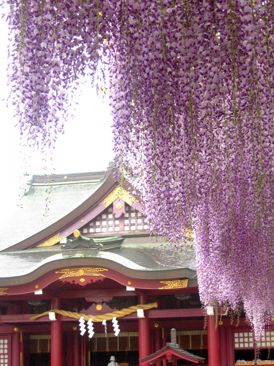 笠間花紀行 フジ アヤメ 稲荷神社 春風萬里荘の風趣を感じて 笠間 茨城県 の旅行記 ブログ By マキタンさん フォートラベル