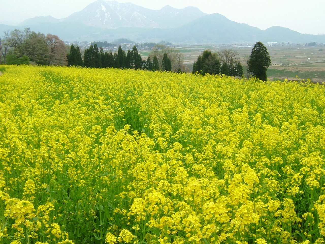 長野飯山菜の花まつりに行って来ました 飯山 栄村 長野県 の旅行記 ブログ By ももやんさん フォートラベル
