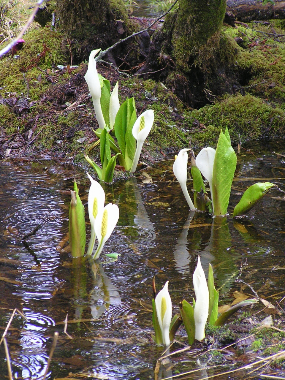 5月14日 水芭蕉水芭蕉水芭蕉 水芭蕉三昧 根室 北海道 の旅行記 ブログ By ツーリスト今中さん フォートラベル