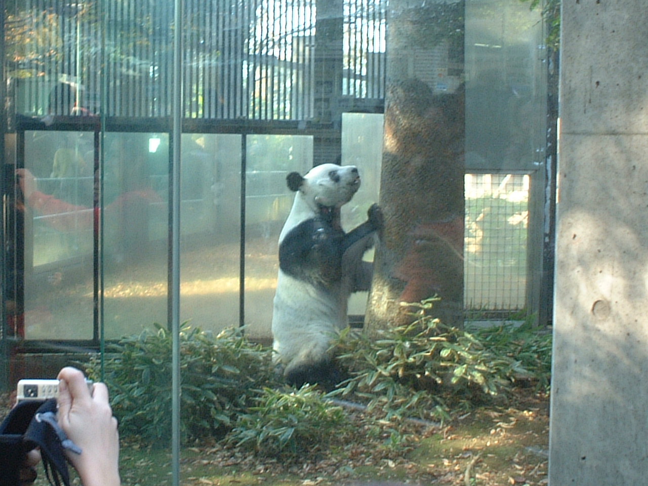 車事故 上野動物園 上野 御徒町 東京 の旅行記 ブログ By Satsea77さん フォートラベル