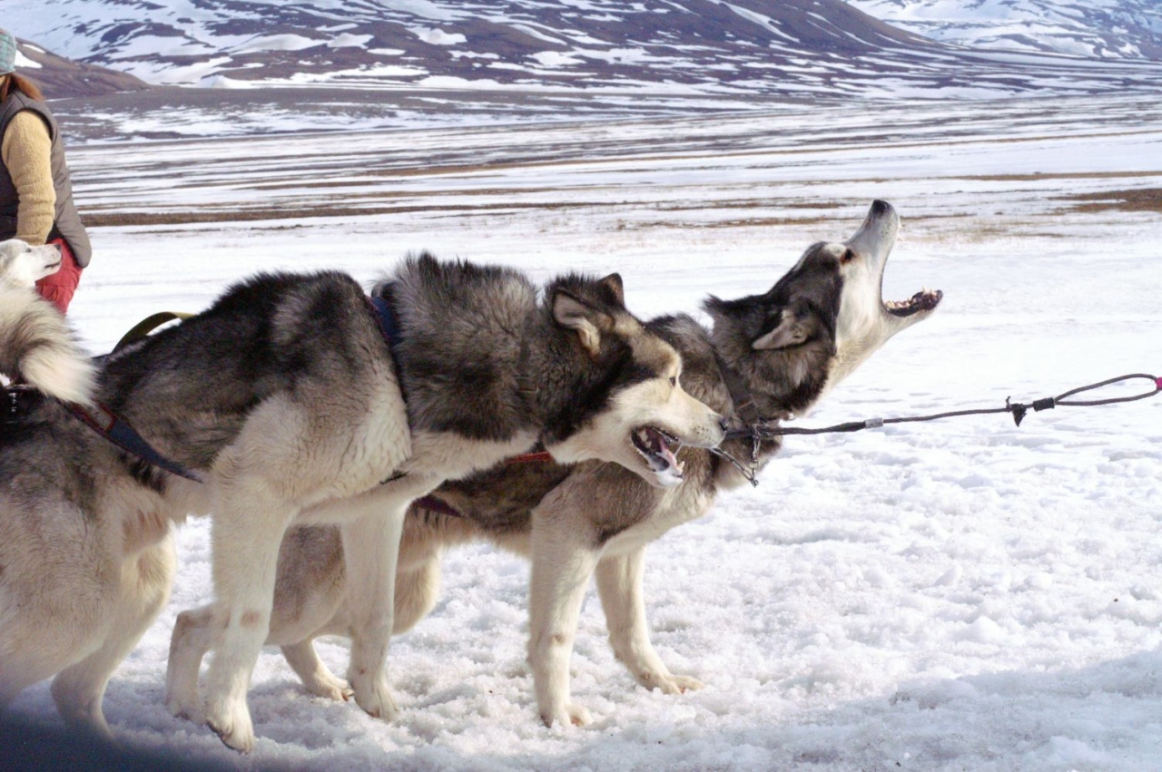 Svalbard Norway 北極の旅行記 ブログ By Km777さん フォートラベル Svalbard Norway 北極の旅行記 ブログ By Km777さん フォートラベル