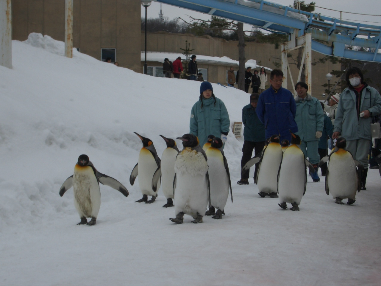 ペンギンの行進に萌え 旭川 北海道 の旅行記 ブログ By Narusaruさん フォートラベル ペンギンの行進に萌え 旭川 北海道 の旅行記 ブログ By Narusaruさん フォートラベル
