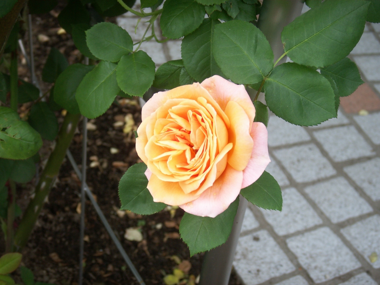 ちょっと早過ぎた薔薇見物 入り口編 可児 岐阜県 の旅行記 ブログ By ちょめたんさん フォートラベル ちょっと早過ぎた薔薇見物 入り口編 可児 岐阜県 の旅行記 ブログ By ちょめたんさん フォートラベル