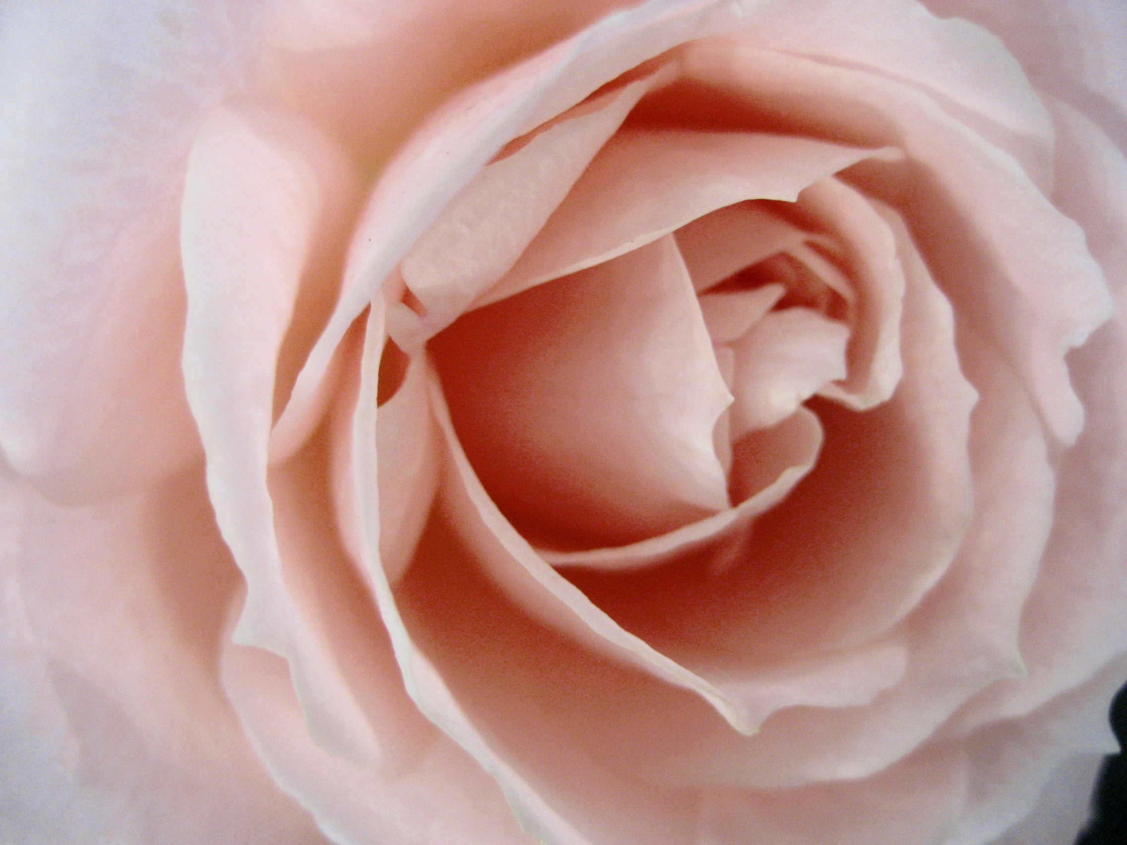 国際バラとガーデニングショウに行ってきました その３ 思いっきり薔薇づくし 所沢 埼玉県 の旅行記 ブログ By まみさん フォートラベル