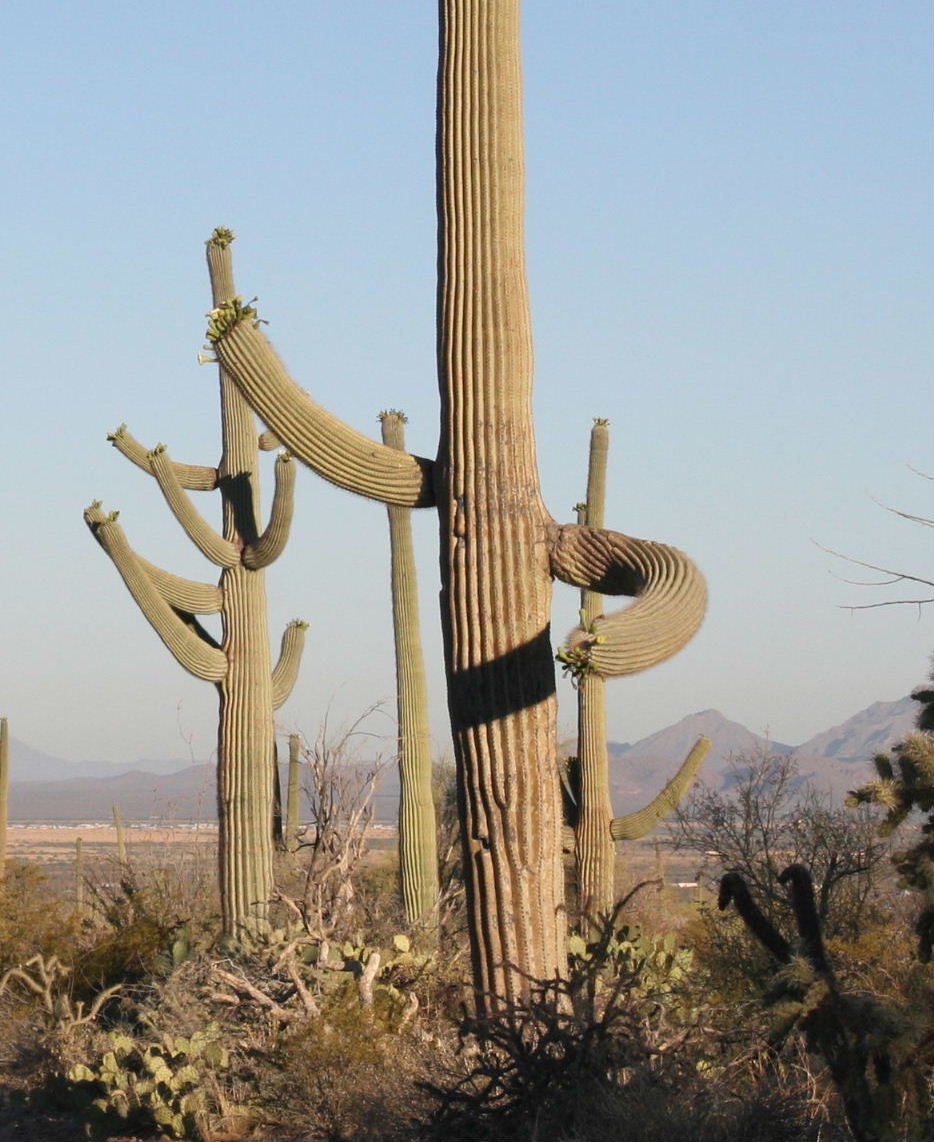 サワロ国立公園ウエスト Saguaro National Park アリゾナ州 アメリカ の旅行記 ブログ By しんちゃんさん フォートラベル