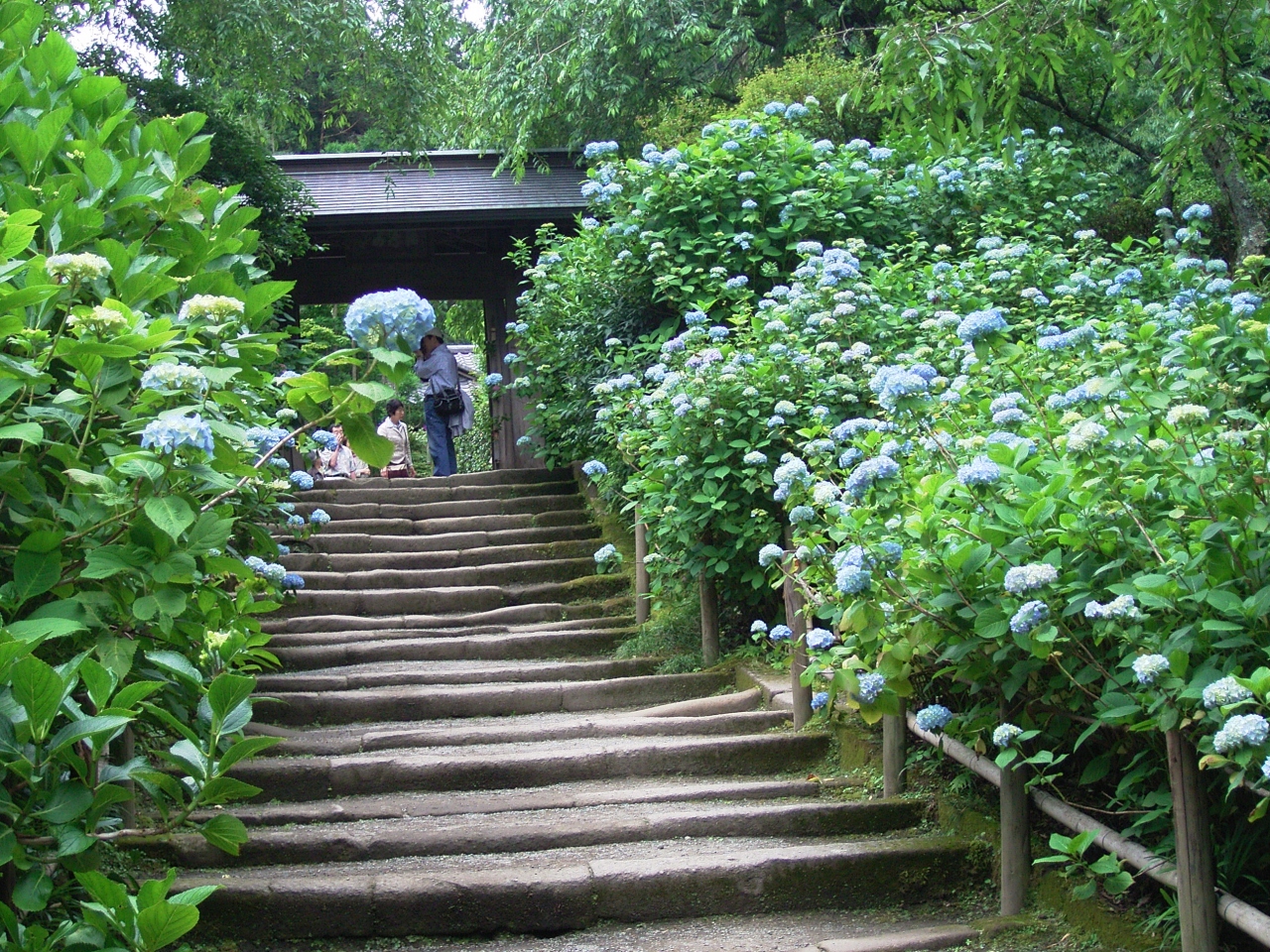 アジサイの明月院と花菖蒲の東慶寺 鎌倉 神奈川県 の旅行記 ブログ By どーもくんさん フォートラベル