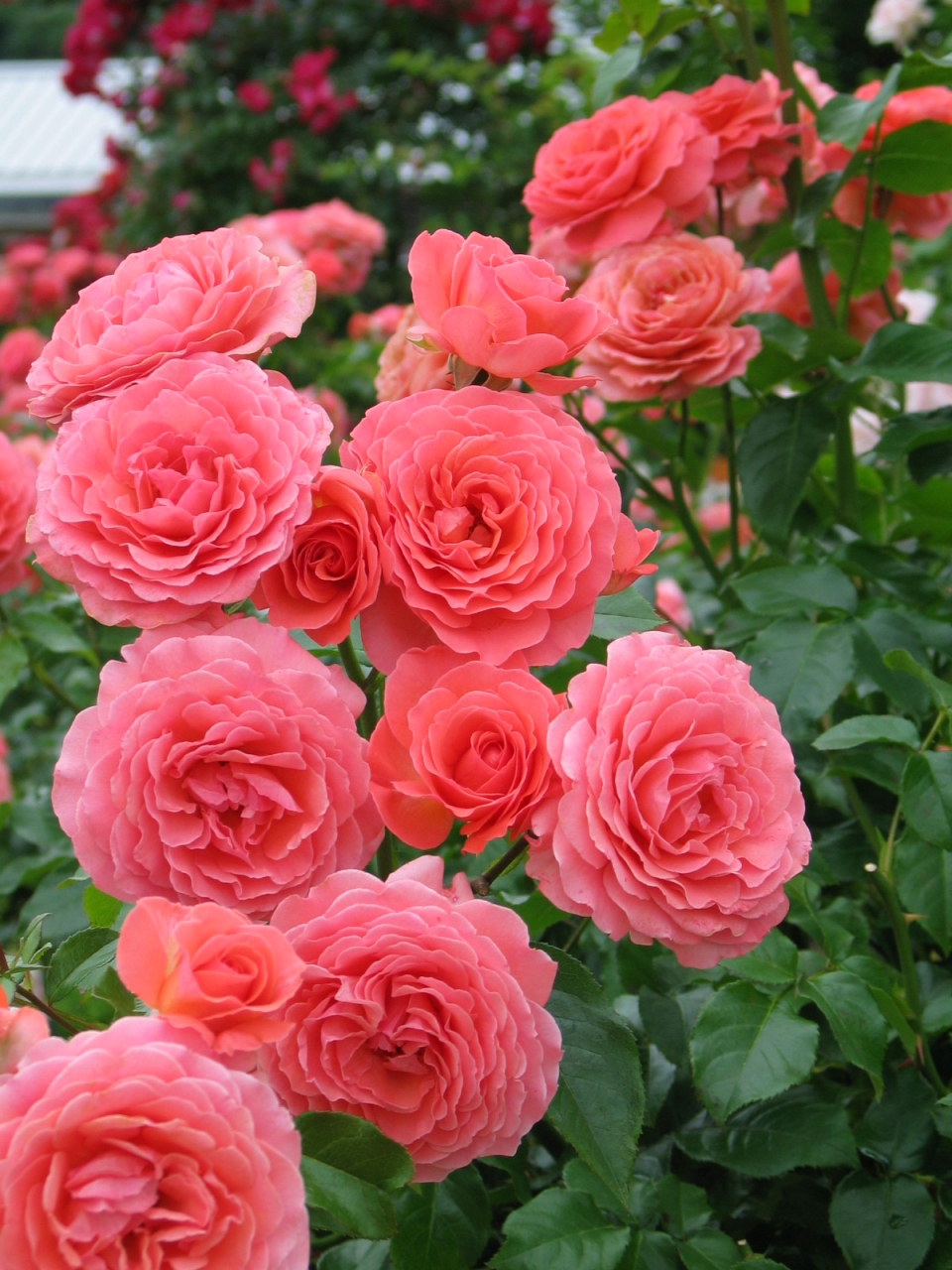 世界一のバラ園 花フェスタ記念公園 The No 1 Rose Garden Of The World The Flower Fiesta Commemoration Park 可児 岐阜県 の旅行記 ブログ By Bigwellさん フォートラベル