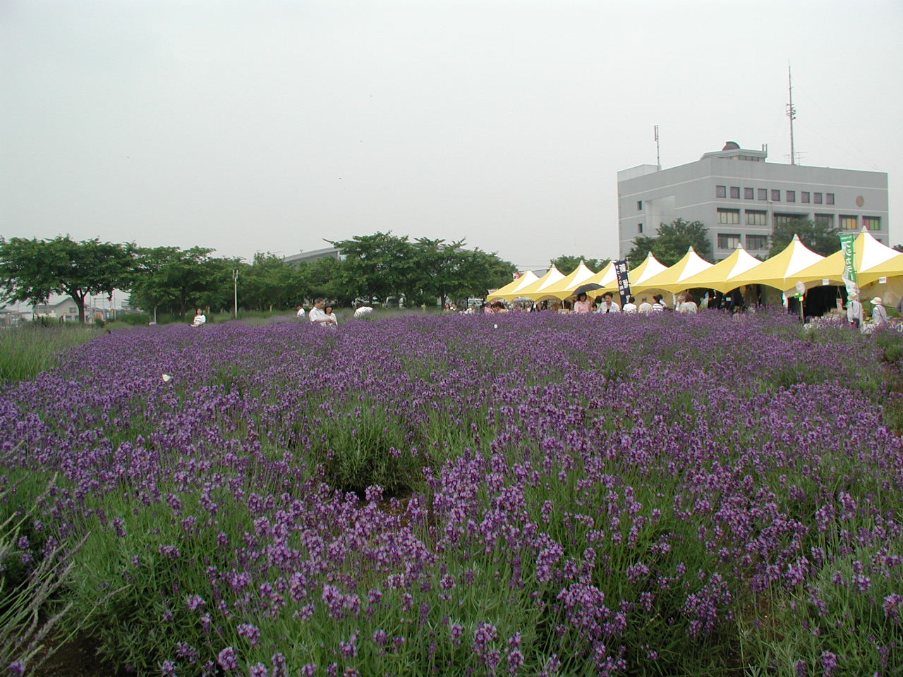 菖蒲町のラベンダーと我が家のあじさい 幸手 久喜 栗橋 埼玉県 の旅行記 ブログ By いっちゃんさん フォートラベル