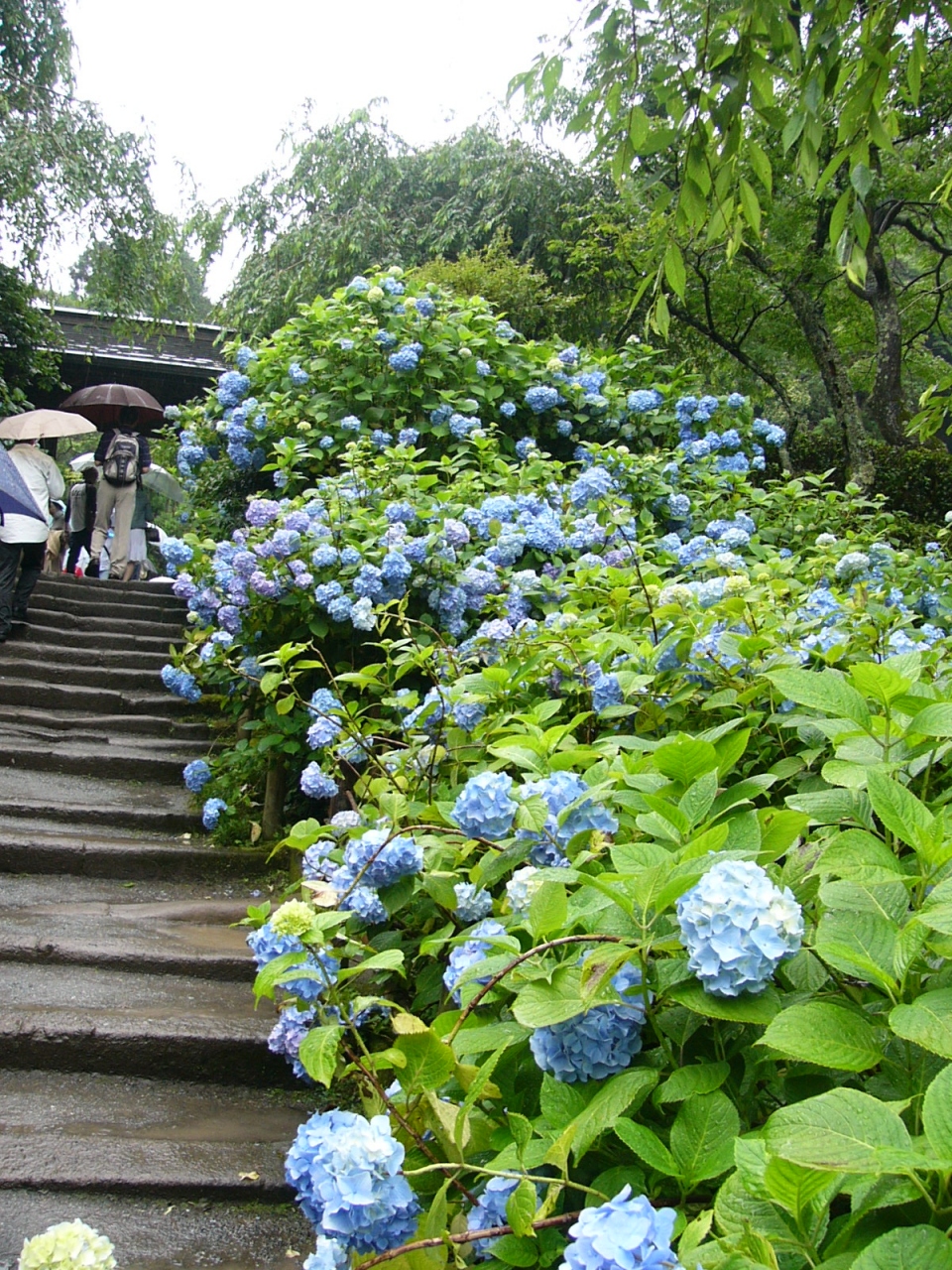 雨の北鎌倉 明月院 円覚寺 紫陽花巡り スポーツ観戦三昧と雨の鎌倉の週末 鎌倉 神奈川県 の旅行記 ブログ By Ittsuan123jpさん フォートラベル