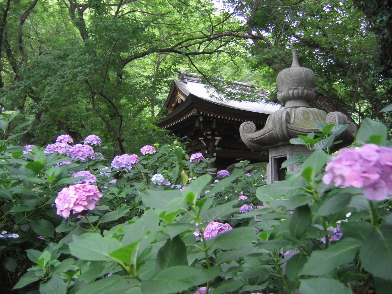 川崎市のあじさい寺 登戸 新百合ヶ丘 神奈川県 の旅行記 ブログ By ホテリアさん フォートラベル