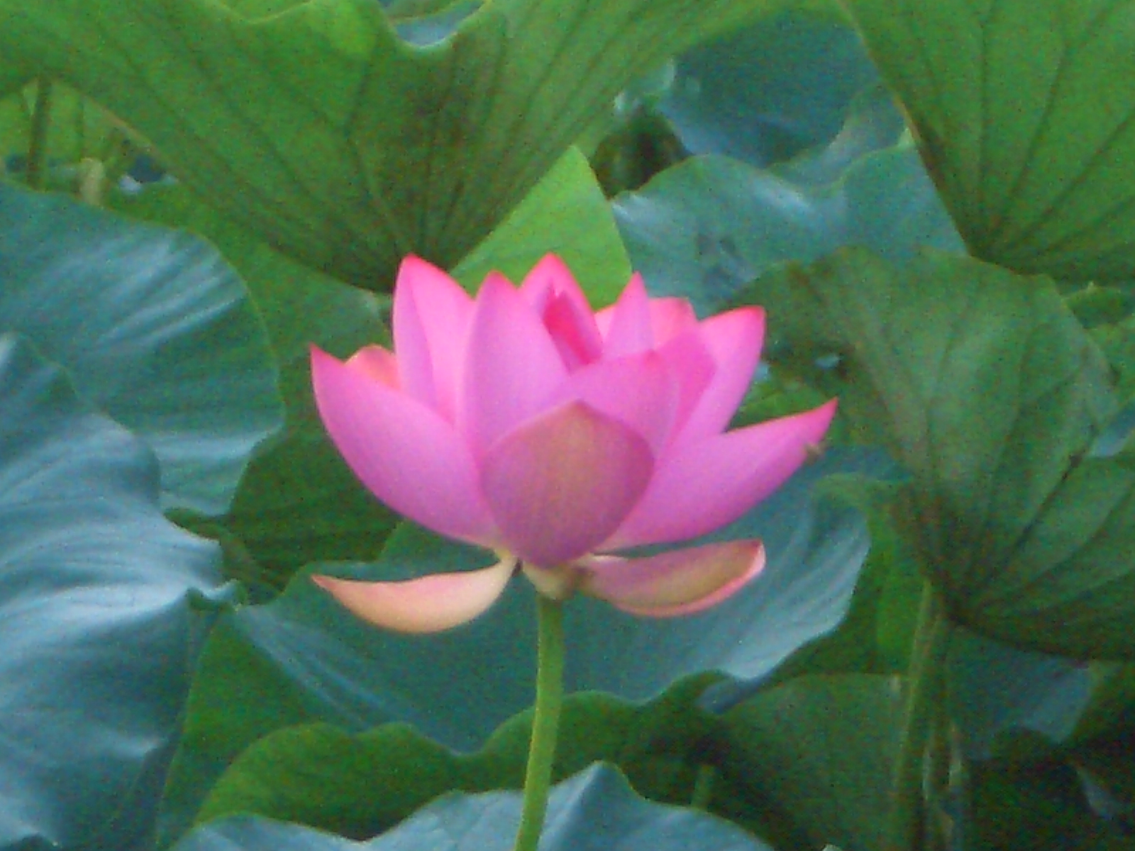 日本一の蓮群生池 草津 滋賀 滋賀県 の旅行記 ブログ By たんぽぽさん フォートラベル