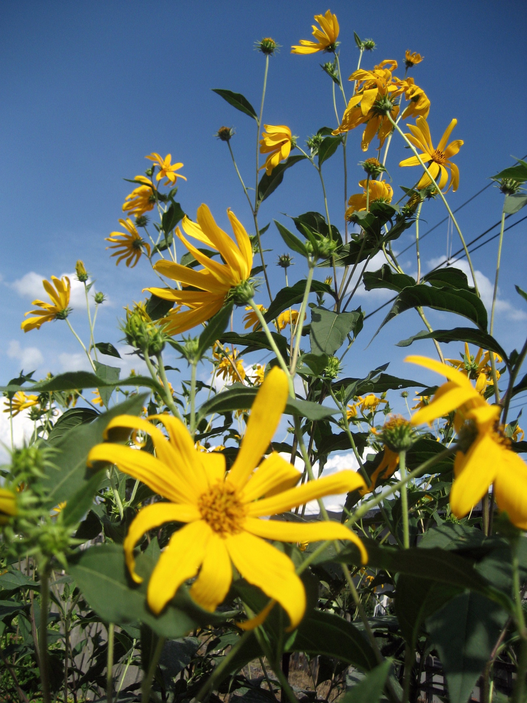 夏も花を狙いましょ その７ 可憐なりし 咲き乱れる黄色い花 埼玉県の旅行記 ブログ By まみさん フォートラベル