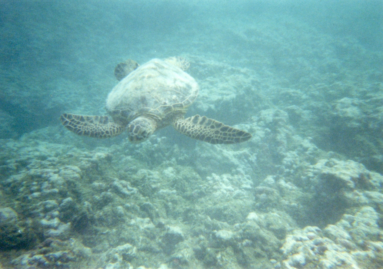 カメと泳ぐ オアフ島 ハワイ の旅行記 ブログ By Dmmyconosさん フォートラベル