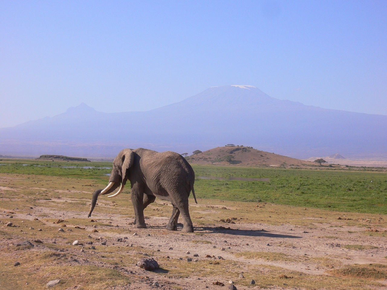 動物いっぱいのケニア サファリツアー ハイライト ケニアの旅行記 ブログ By トラ ファミ代表さん フォートラベル
