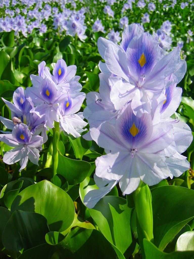 夏の終わり 元薬師寺址史跡と布袋葵の花畑 橿原 奈良県 の旅行記 ブログ By がちゃこさん フォートラベル