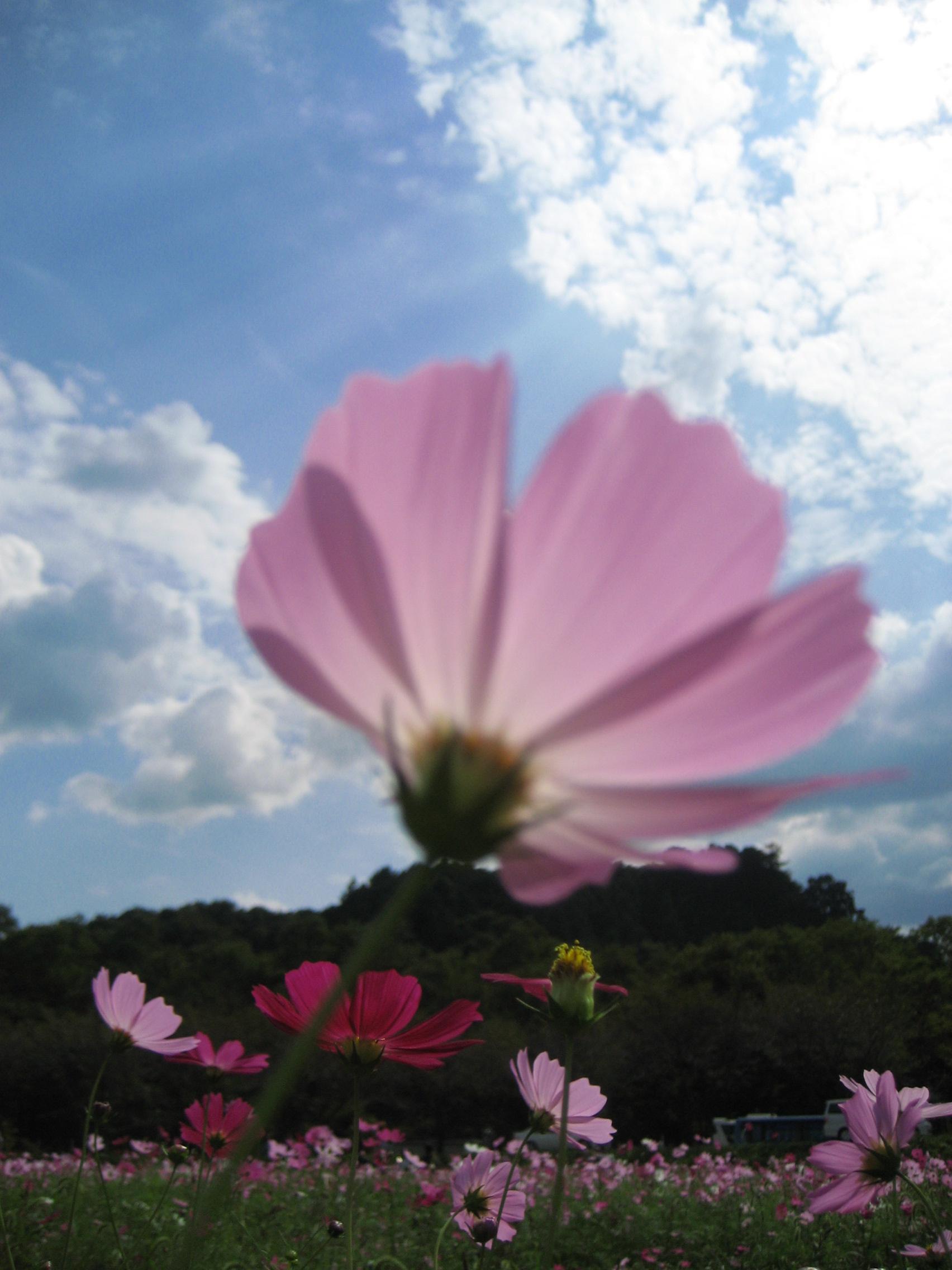 そろそろ秋の花ですね その４ 巾着田で 夢のコスモス群生が撮れました 日高 鶴ヶ島 坂戸 埼玉県 の旅行記 ブログ By まみさん フォートラベル