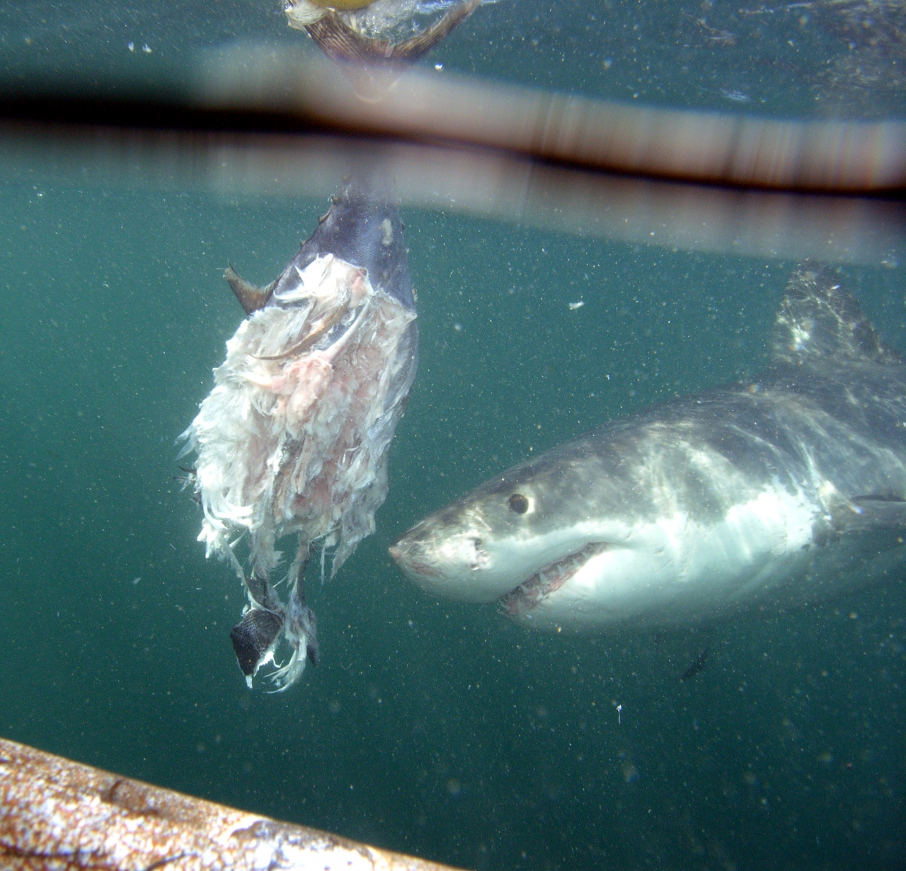 佐吉対ホホジロザメ Sakiti Meets Great White Shark ハマナス 南アフリカ共和国 の旅行記 ブログ By 佐吉さん フォートラベル