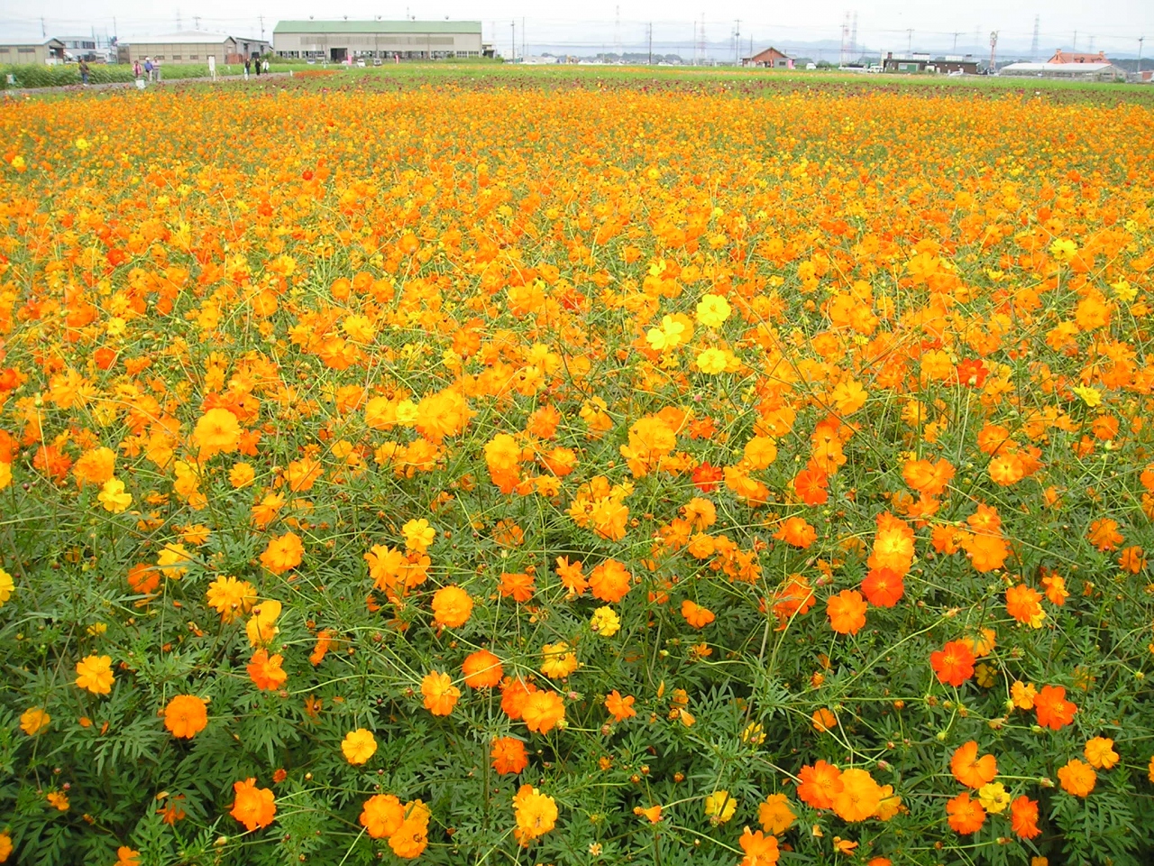 新田の黄花コスモスがキレイで す 群馬県の旅行記 ブログ By Baabamamaさん フォートラベル