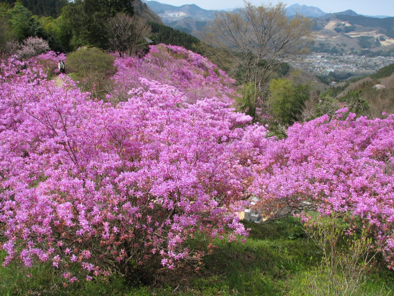 2006 04長瀞岩根山つつじ園 長瀞 埼玉県 の旅行記 ブログ By Noriakiさん フォートラベル