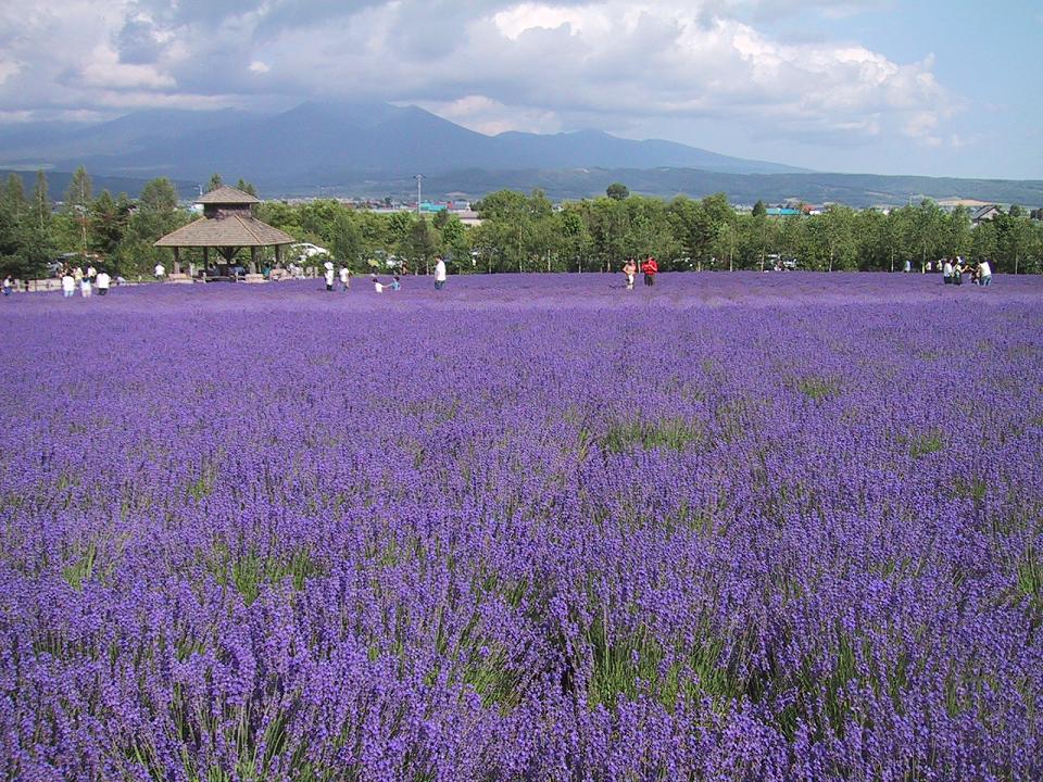 2004夏北海道旅行 ファーム富田でラベンダー 富良野 北海道 の旅行記 ブログ By Gotochanさん フォートラベル