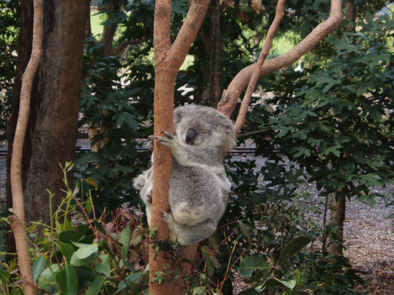 動物とのハグ ゴールドコースト その1 ゴールドコースト オーストラリア の旅行記 ブログ By ごんたちゃんさん フォートラベル