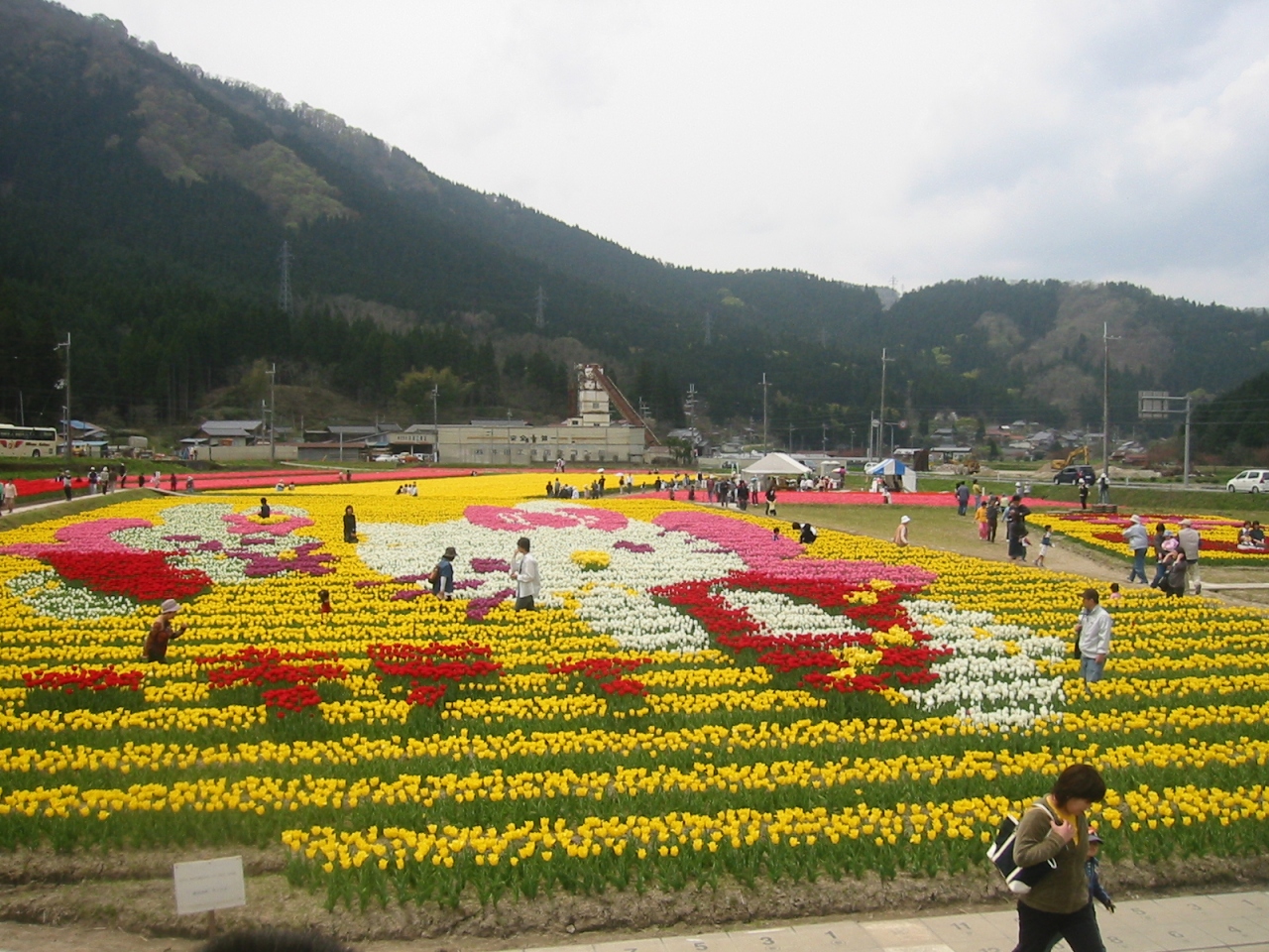 但東町チューリップ祭り２００５ 出石 但東 兵庫県 の旅行記 ブログ By Paopaoさん フォートラベル