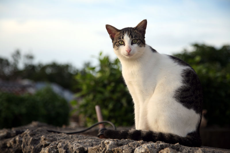 竹富島の猫達 竹富島 沖縄県 の旅行記 ブログ By ネコとみさん フォートラベル