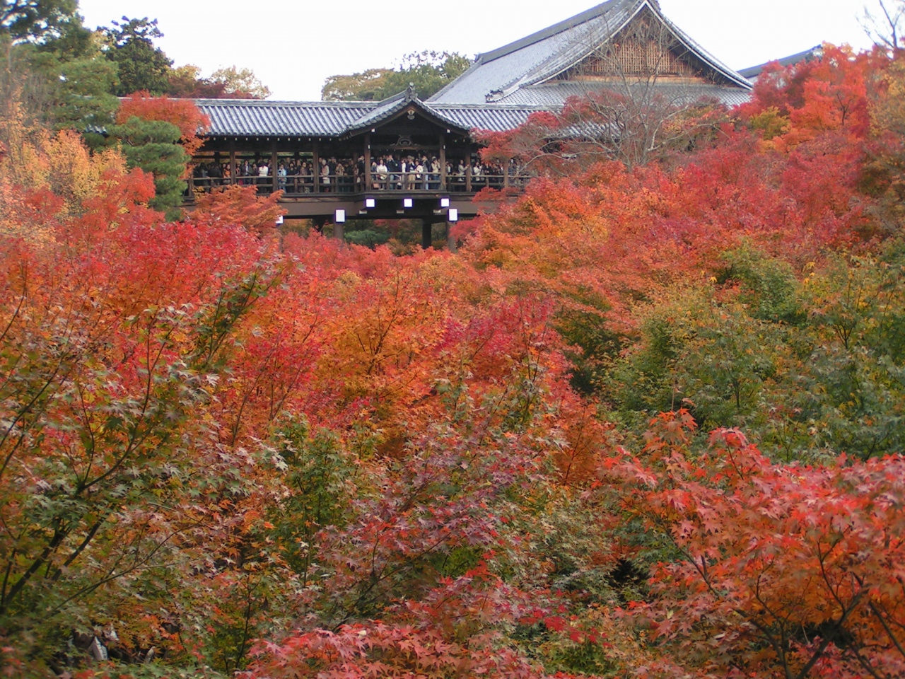 混雑の中・・紅葉へ東福寺！』京都の旅行記・ブログ by いのじゅんさん【フォートラベル】