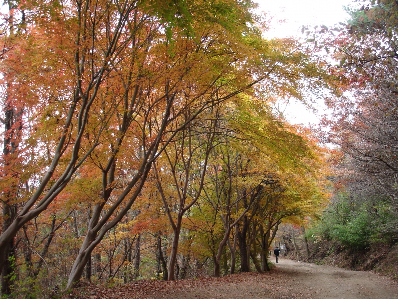 富士紅葉台 大柳川渓谷 山梨県の旅行記 ブログ By Taekomikeさん フォートラベル