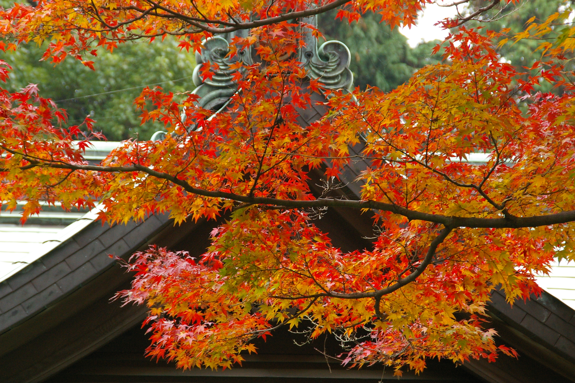 秋の鎌倉 金沢街道紅葉の名所へ 鎌倉 神奈川県 の旅行記 ブログ By Canさん フォートラベル 秋の鎌倉 金沢街道紅葉の名所へ 鎌倉 神奈川県 の旅行記 ブログ By Canさん フォートラベル