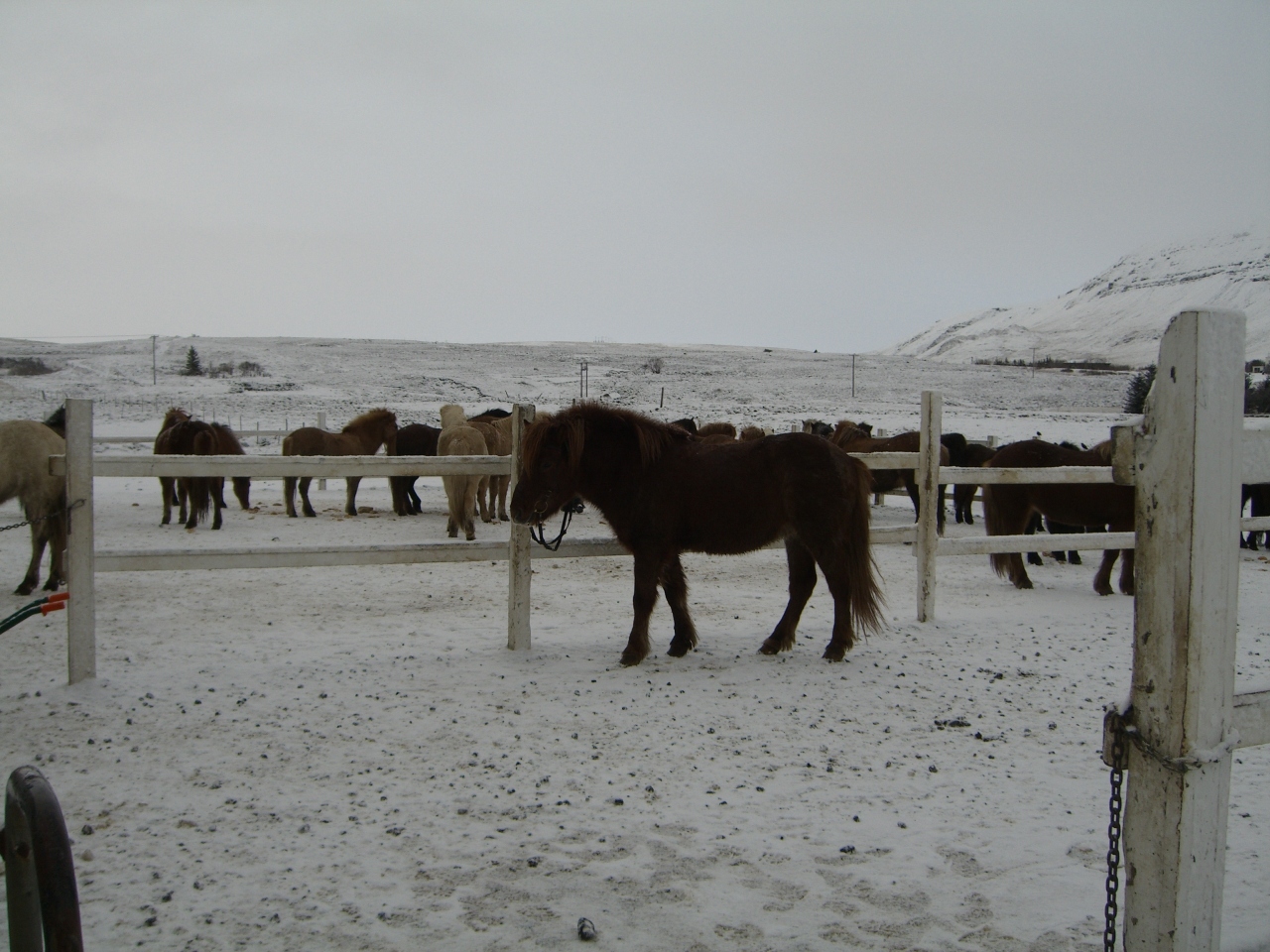 アイスランドの大自然の中で初めての乗馬 その他の観光地 アイスランド の旅行記 ブログ By Eme10さん フォートラベル アイスランドの大自然の中で初めての乗馬 その他の観光地 アイスランド の旅行記 ブログ By Eme10さん フォートラベル