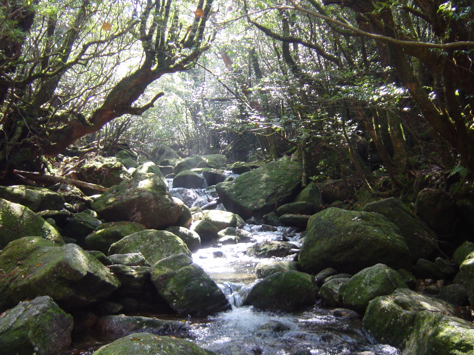 屋久島 屋久杉 トビウオフライ 鹿児島県の旅行記 ブログ By ちひぶさん フォートラベル