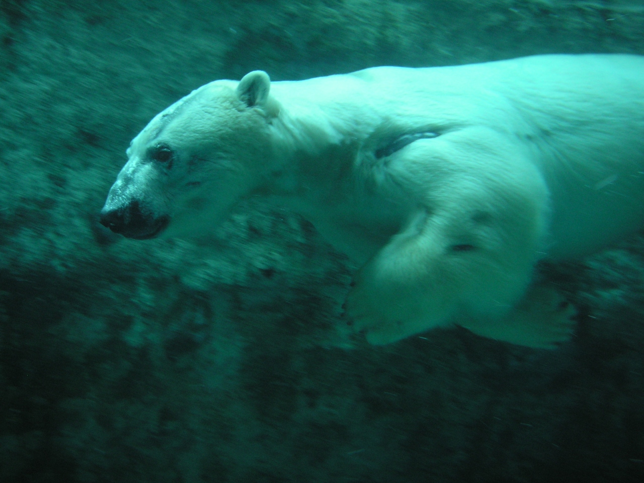 旭山動物園 札幌ホワイトイルミネーション 北海道の旅行記 ブログ By 桜 さん フォートラベル